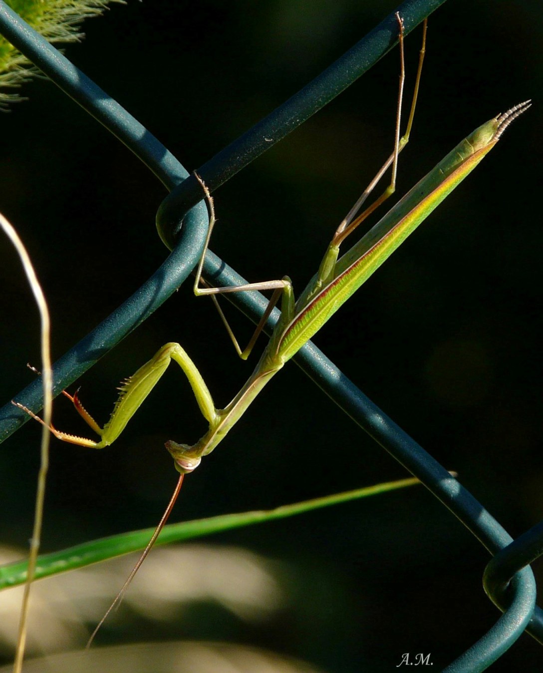 id.mantidi